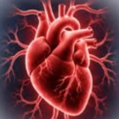 ❤️ BLOOD FLOW & PERFORMANCE